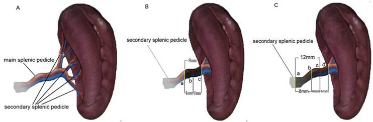 Int J Med Sci Image