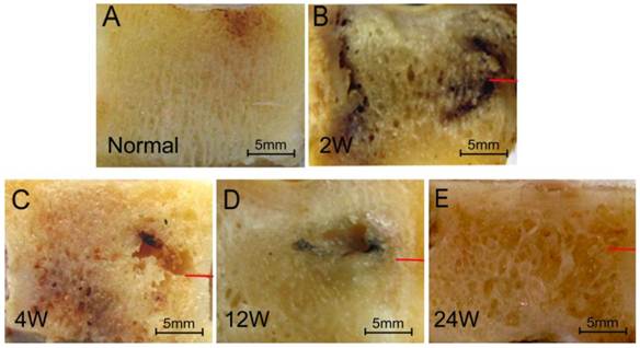 Int J Med Sci Image