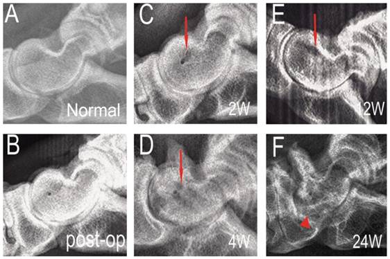 Int J Med Sci Image