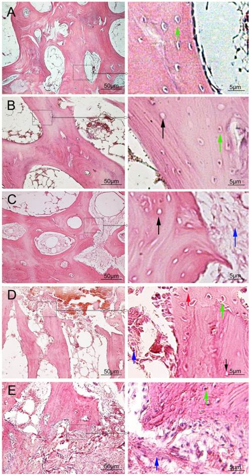 Int J Med Sci Image