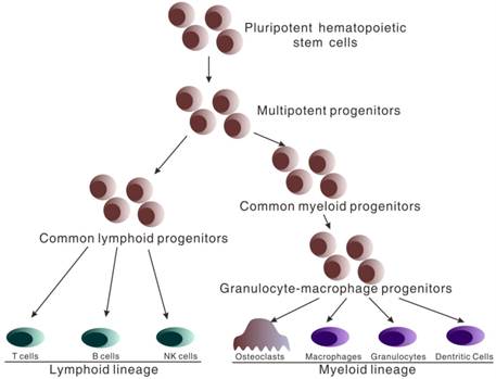 Int J Med Sci Image