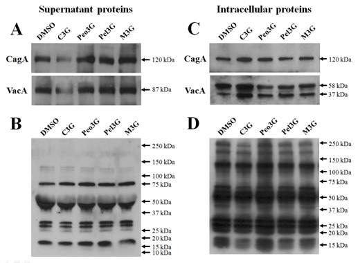 Int J Med Sci Image