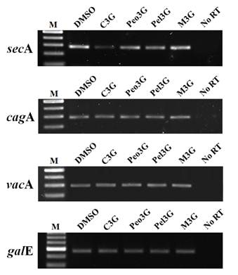 Int J Med Sci Image