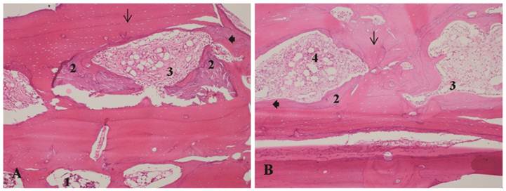 Int J Med Sci Image