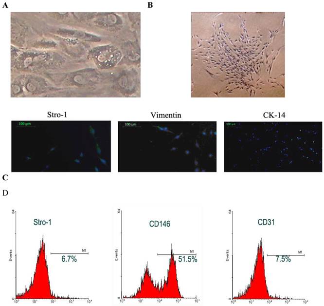 Int J Med Sci Image