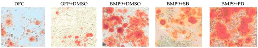 Int J Med Sci Image