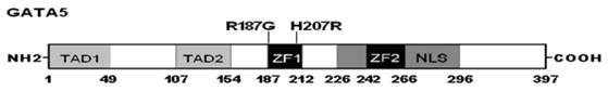 Int J Med Sci Image