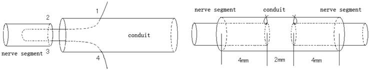 Int J Med Sci Image