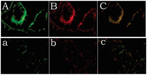 Int J Med Sci Image