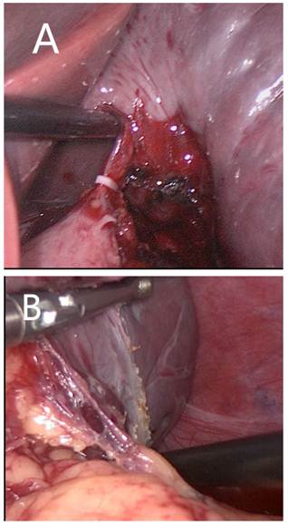 Int J Med Sci Image