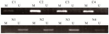 Int J Med Sci Image