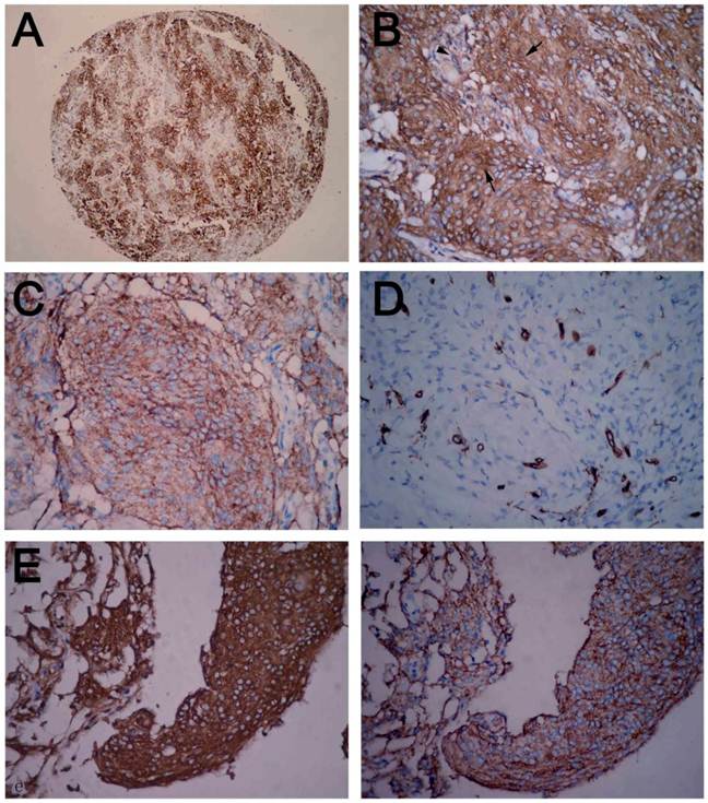 Int J Med Sci Image