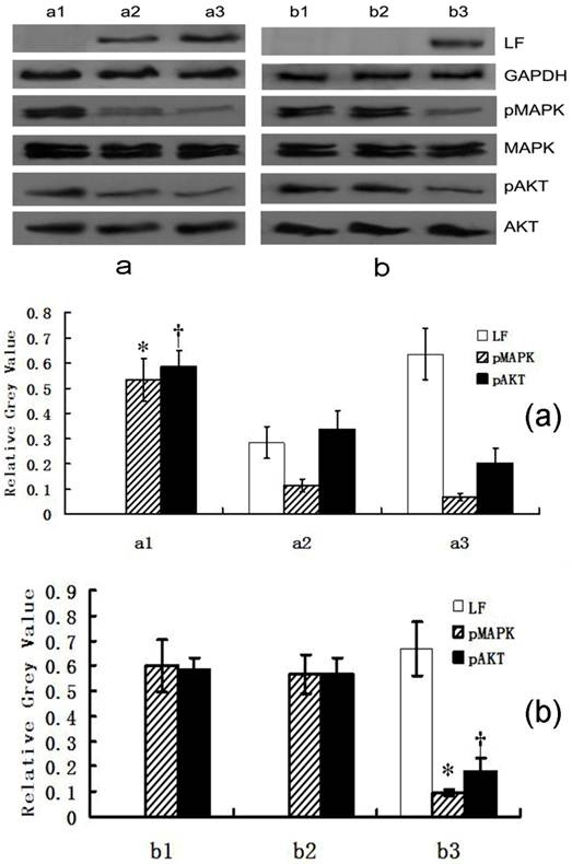 Int J Med Sci Image