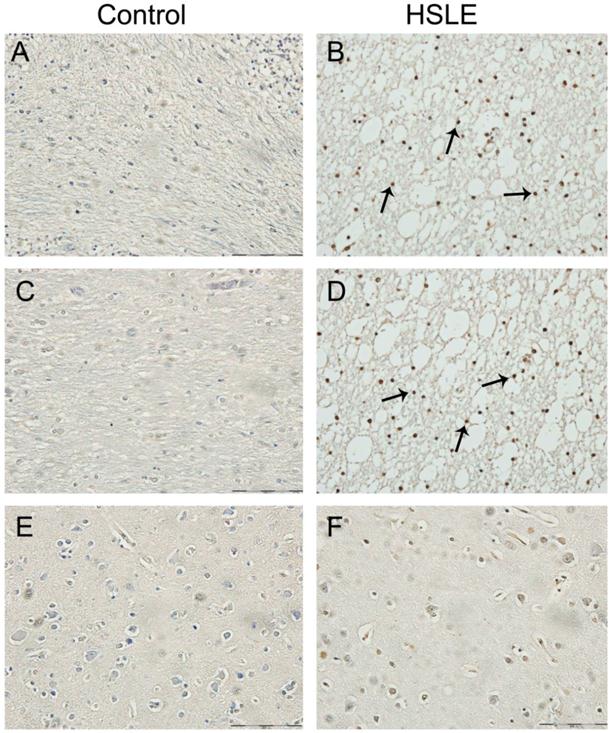 Int J Med Sci Image