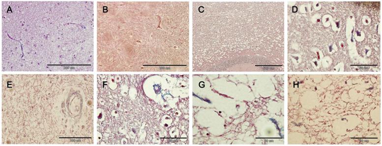 Int J Med Sci Image