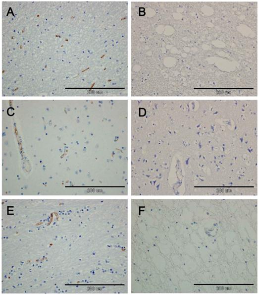 Int J Med Sci Image