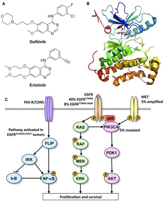 Int J Med Sci Image