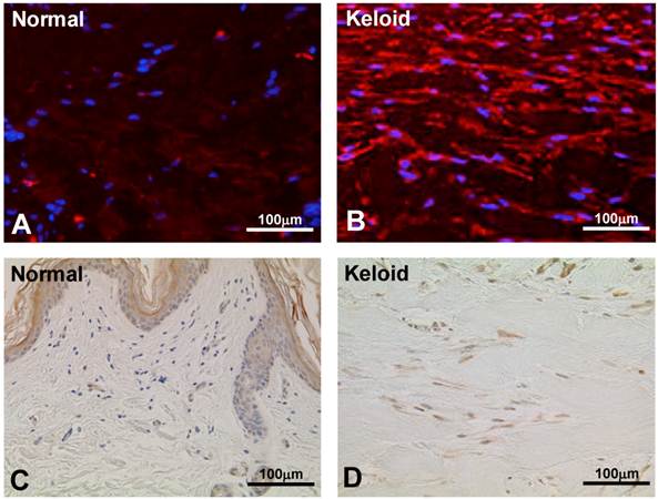 Int J Med Sci Image