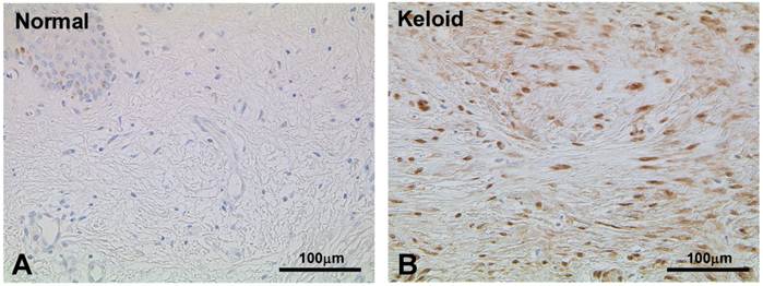 Int J Med Sci Image