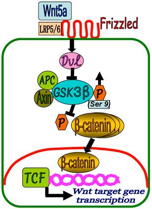 Int J Med Sci Image