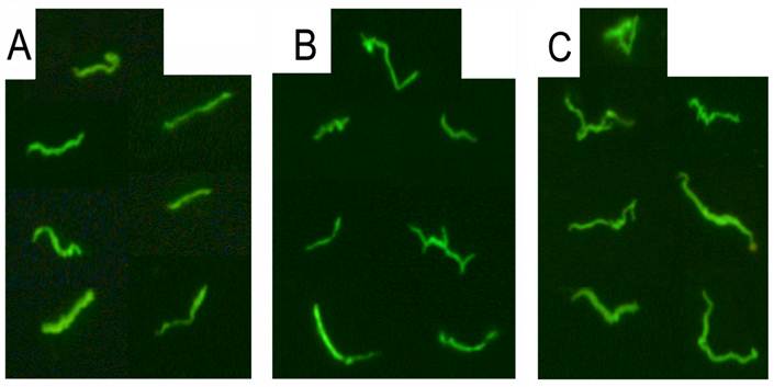 Int J Med Sci Image