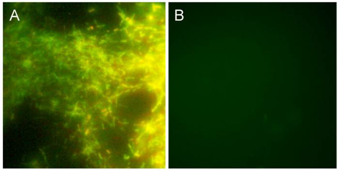 Int J Med Sci Image