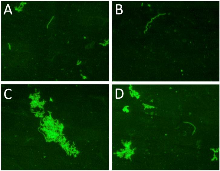 Int J Med Sci Image