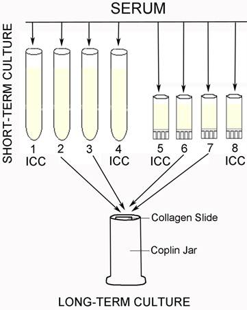 Int J Med Sci Image