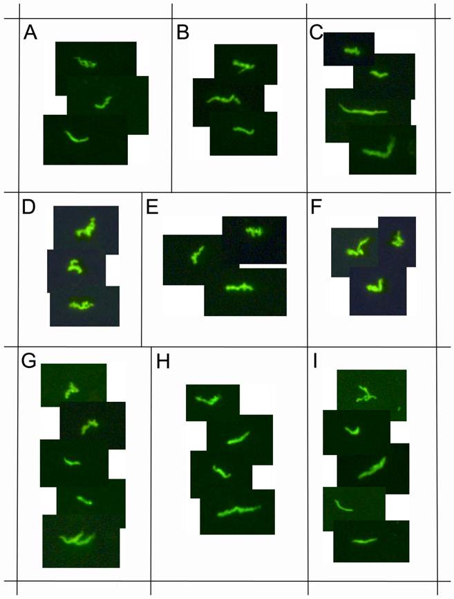 Int J Med Sci Image