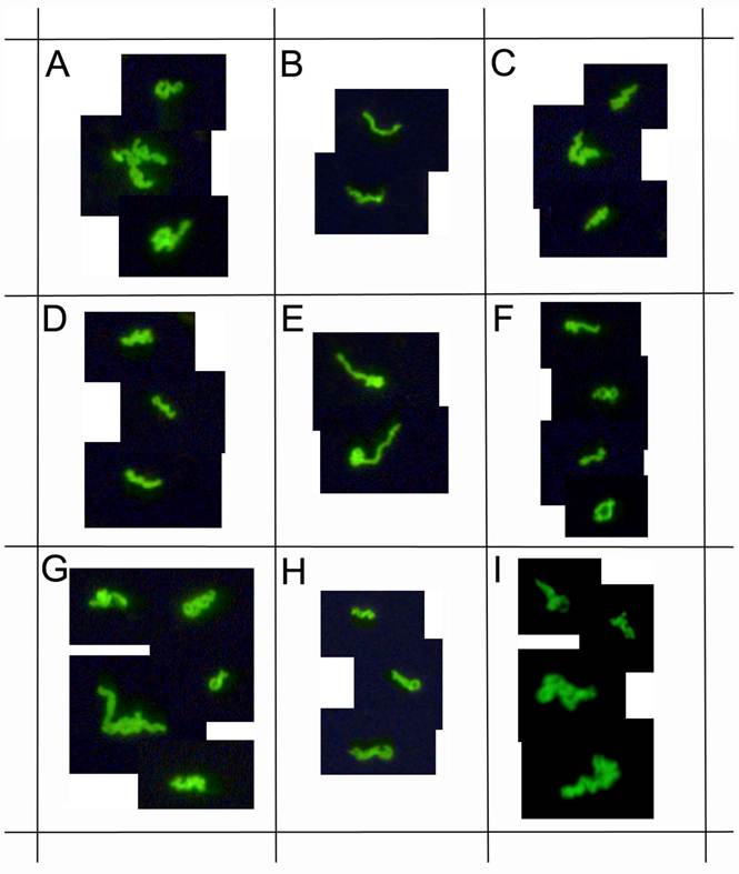 Int J Med Sci Image