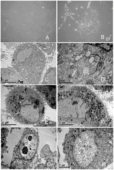 Int J Med Sci Image