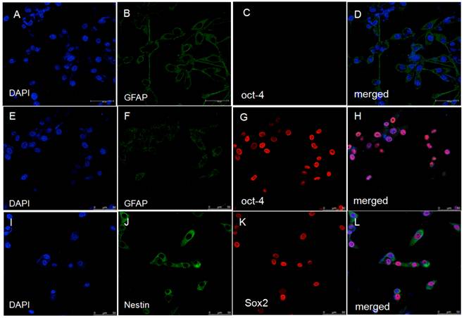 Int J Med Sci Image