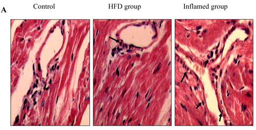 Int J Med Sci Image