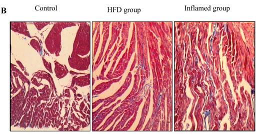 Int J Med Sci Image