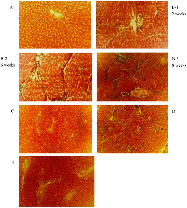 Int J Med Sci Image