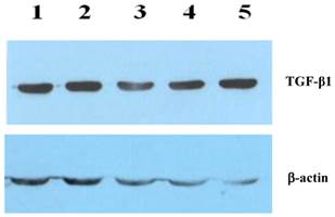 Int J Med Sci Image