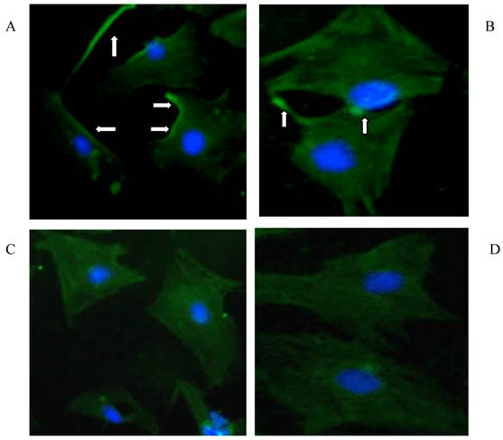 Int J Med Sci Image