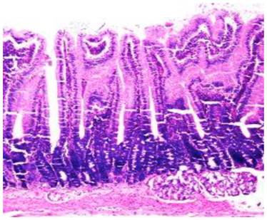 Int J Med Sci Image