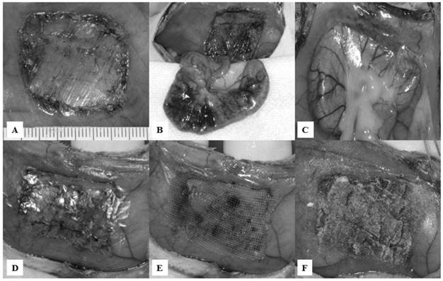 Int J Med Sci Image