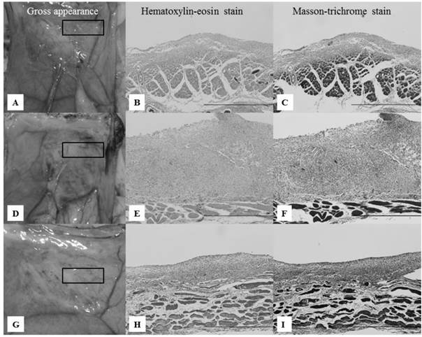 Int J Med Sci Image