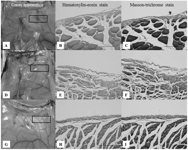 Int J Med Sci Image