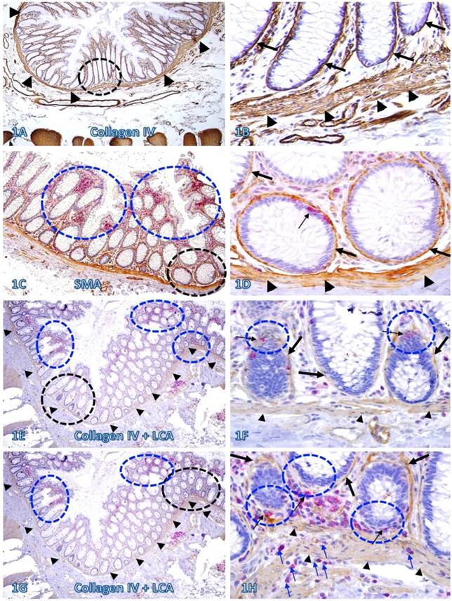 Int J Med Sci Image