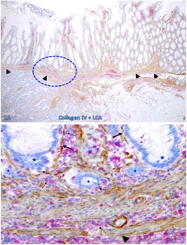 Int J Med Sci Image