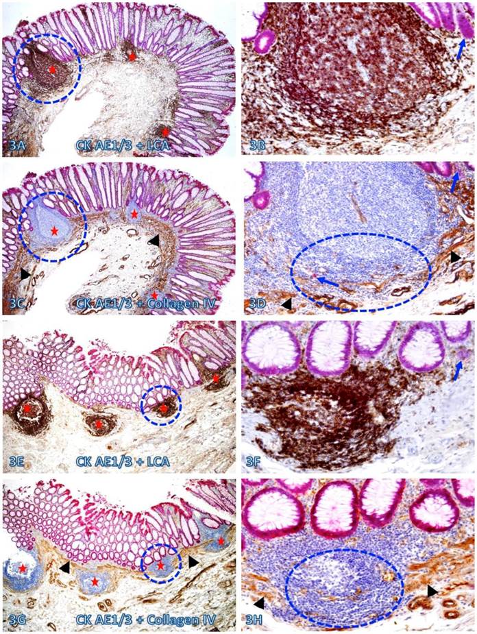 Int J Med Sci Image