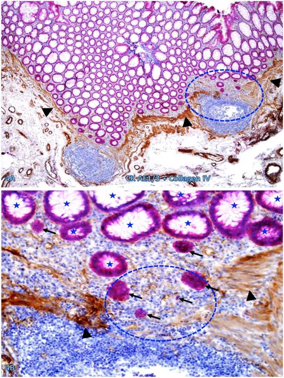 Int J Med Sci Image