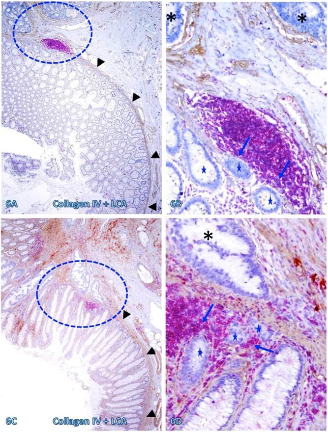 Int J Med Sci Image