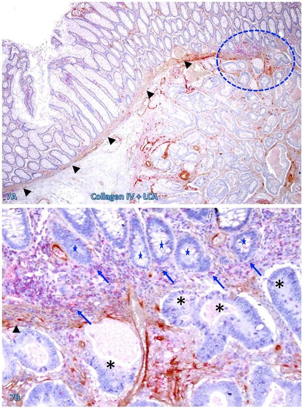 Int J Med Sci Image