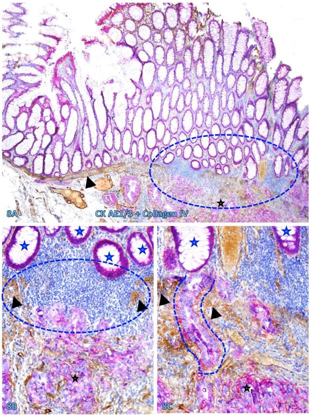 Int J Med Sci Image