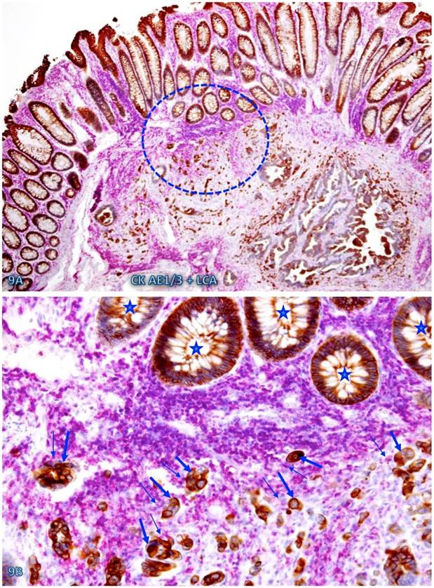 Int J Med Sci Image