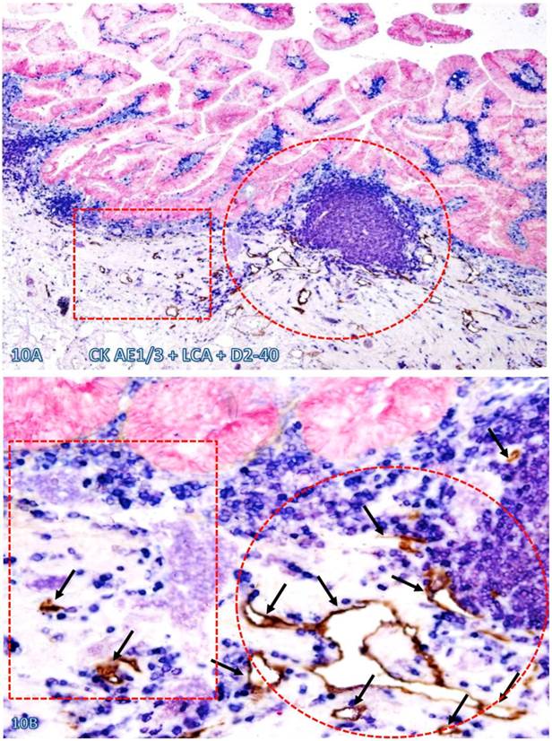 Int J Med Sci Image